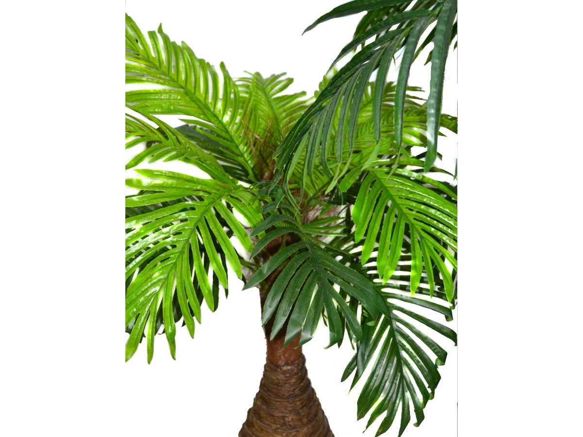 Финиковая пальма Южанна 841459  - фото 4