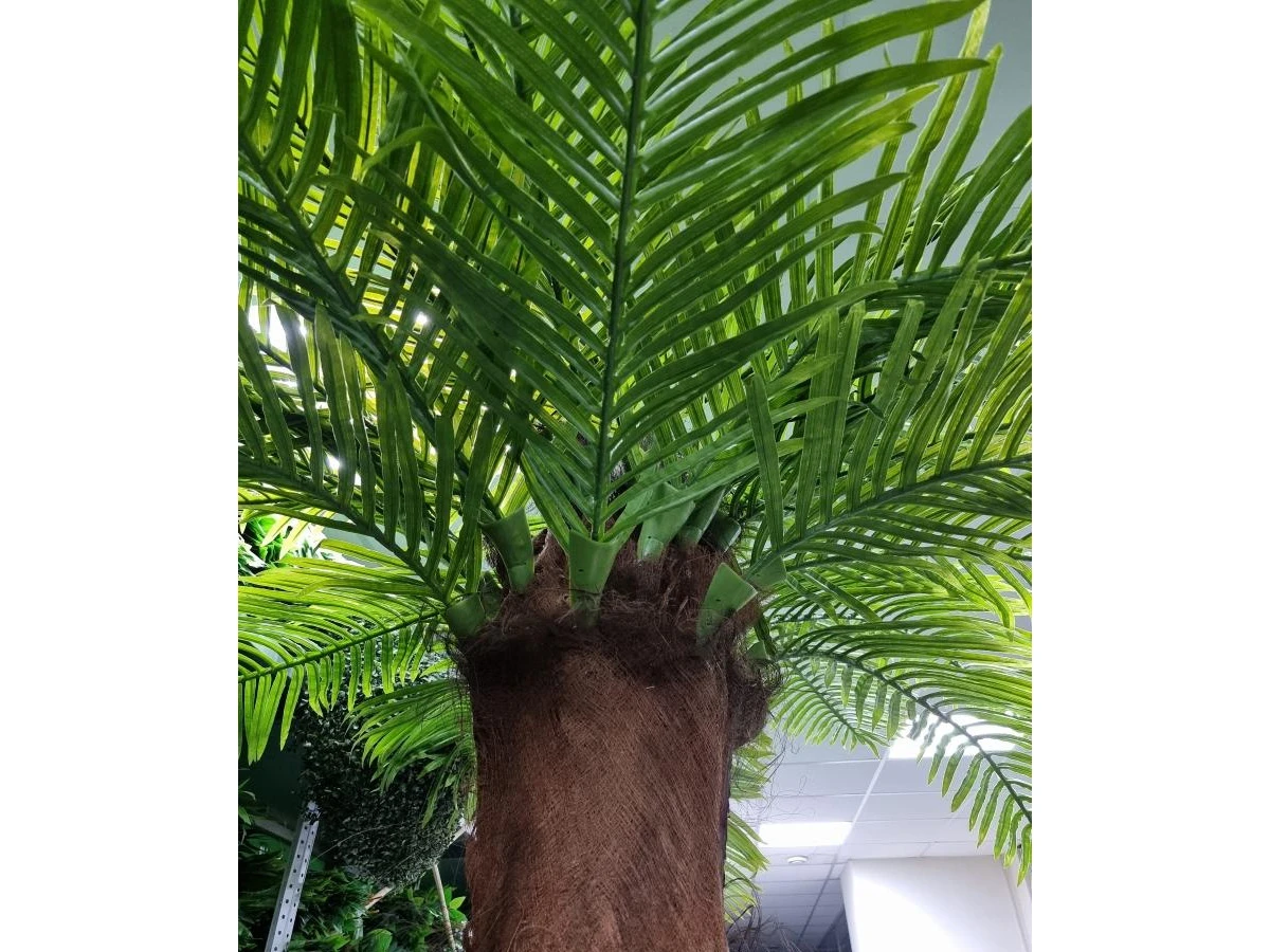 Финиковая пальма Гледис 841461  - фото 5