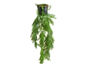 Аспарагус Дэш