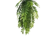 Лавр ампельный