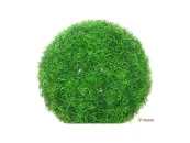 Самшит Шар Отто