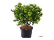 Туя Кейси №3 искусственная в горшке