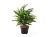 Туя Элис №3