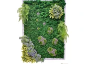 Фито картина Шейла