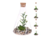 Растение искусственное Bonsai