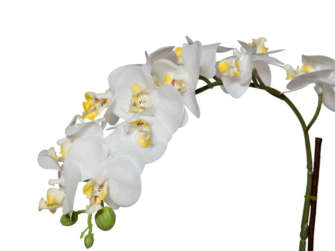 Орхидея белая в горшке 633163