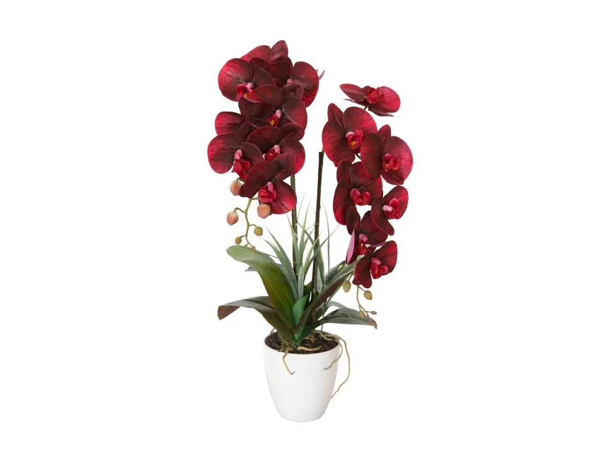 Орхидея бордовая в горшке 633164