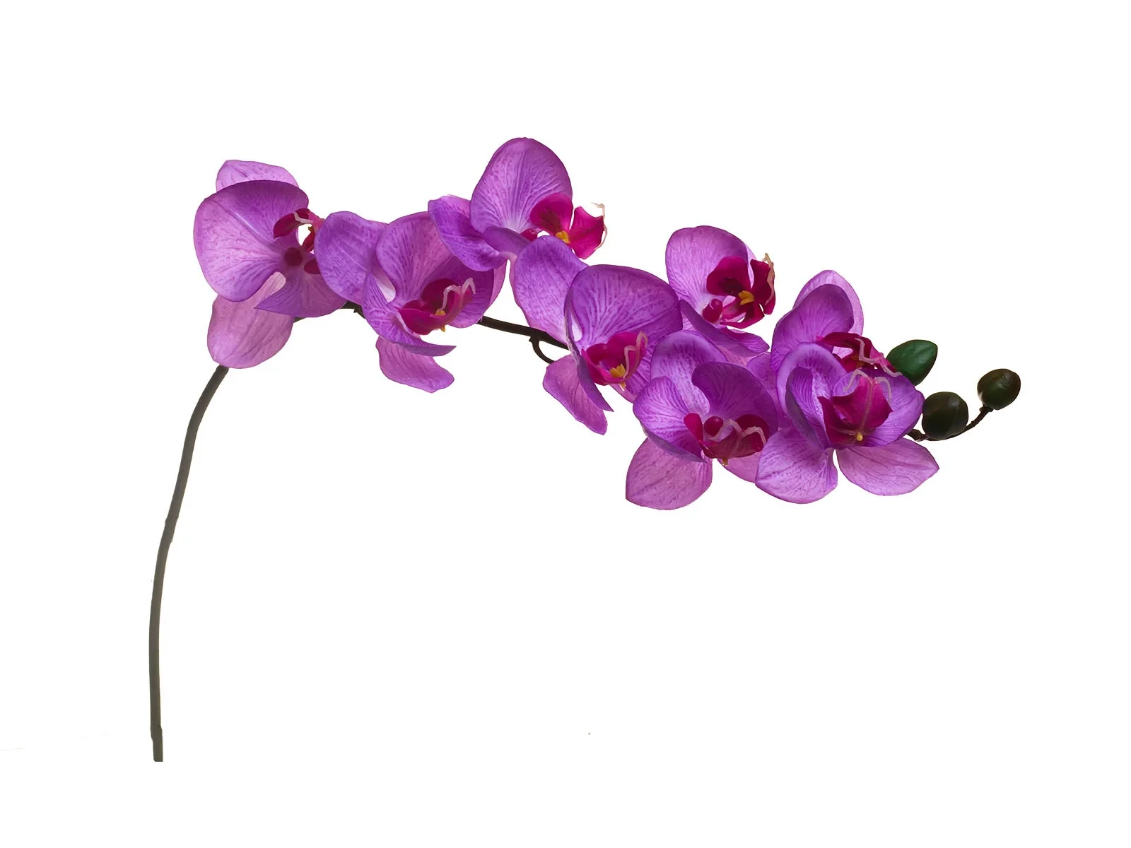 Орхидей купить интернет магазин почтой. Орхидея лиловая (8j-1219s0005). Орхидея фаленопсис фиолетовая. Лиловая Орхидея. Орхидея фаленопсис 1 ветка.