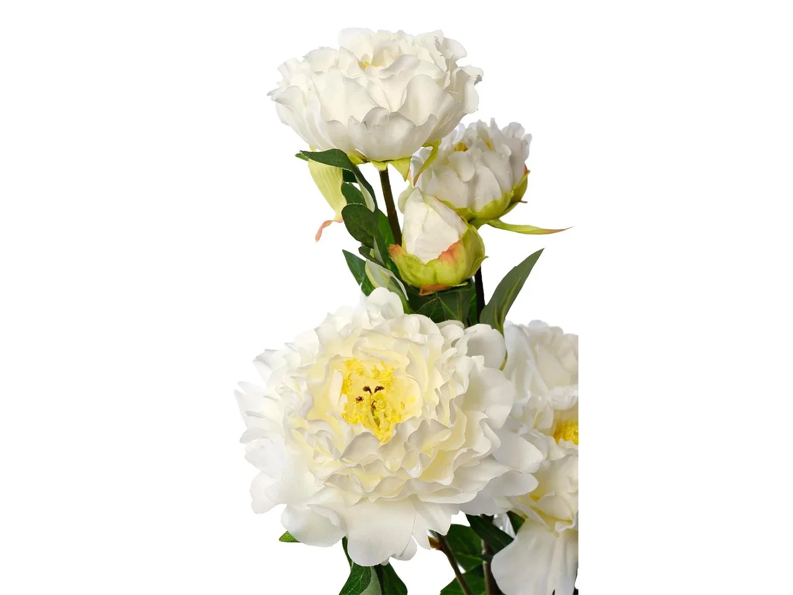 Пион кустовой 633246  - фото 2