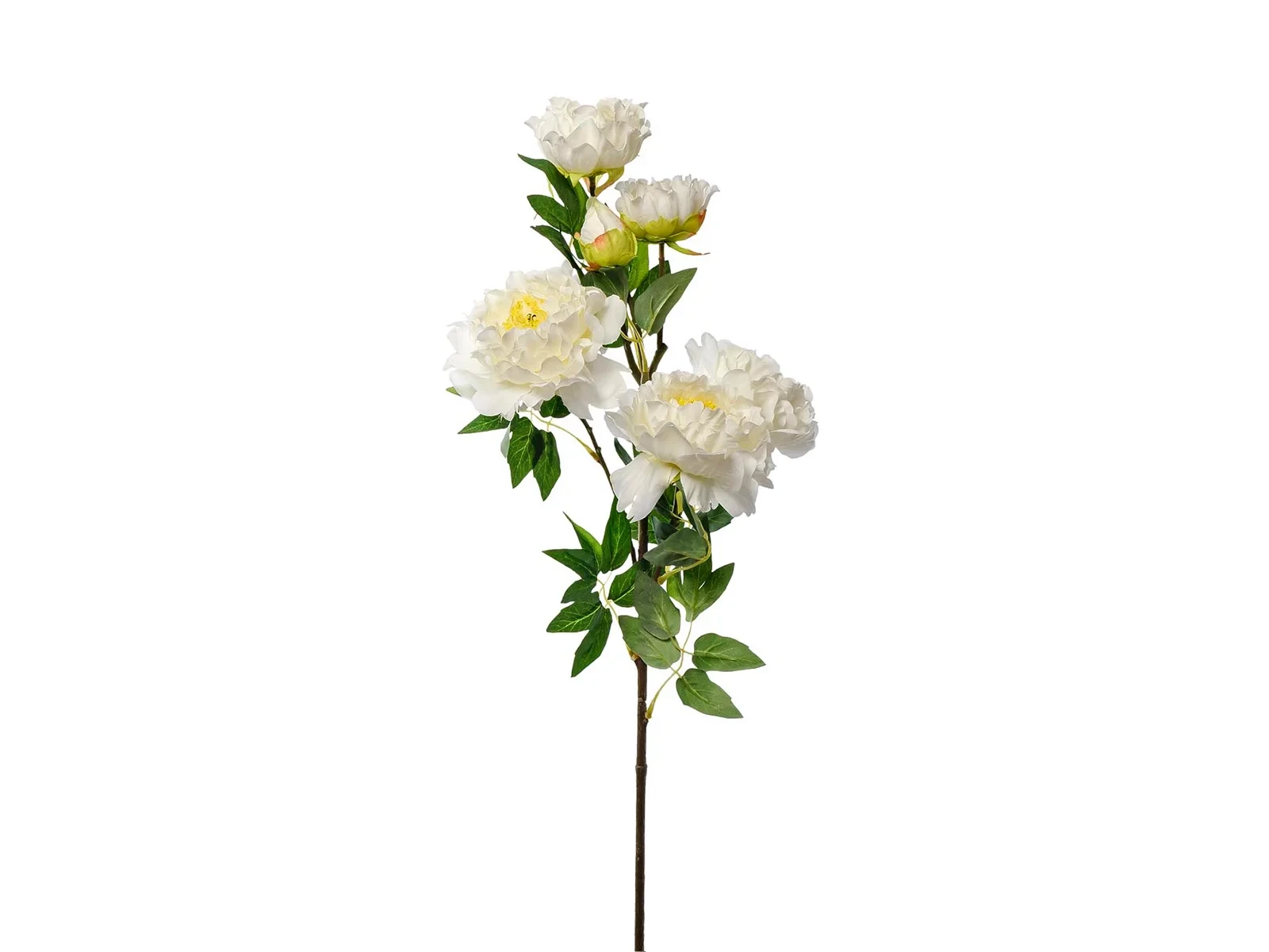 Пион кустовой 633246  - фото 1