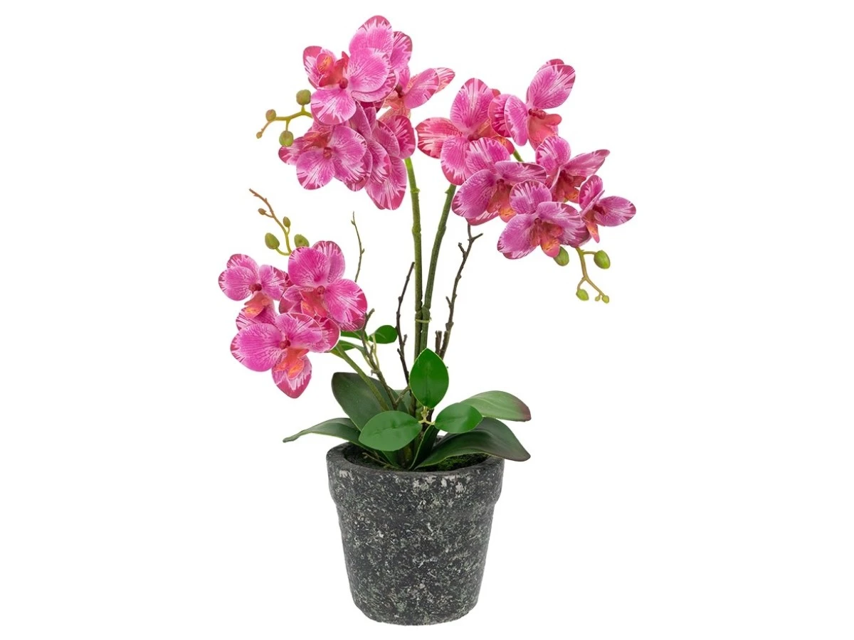 Растение декоративное Орхидея 874367  - фото 1