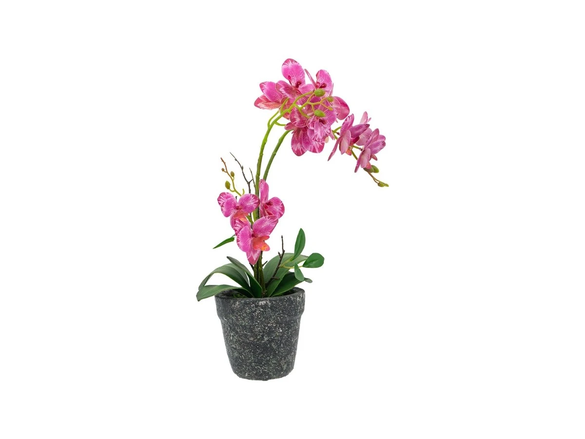 Растение декоративное Орхидея 874367