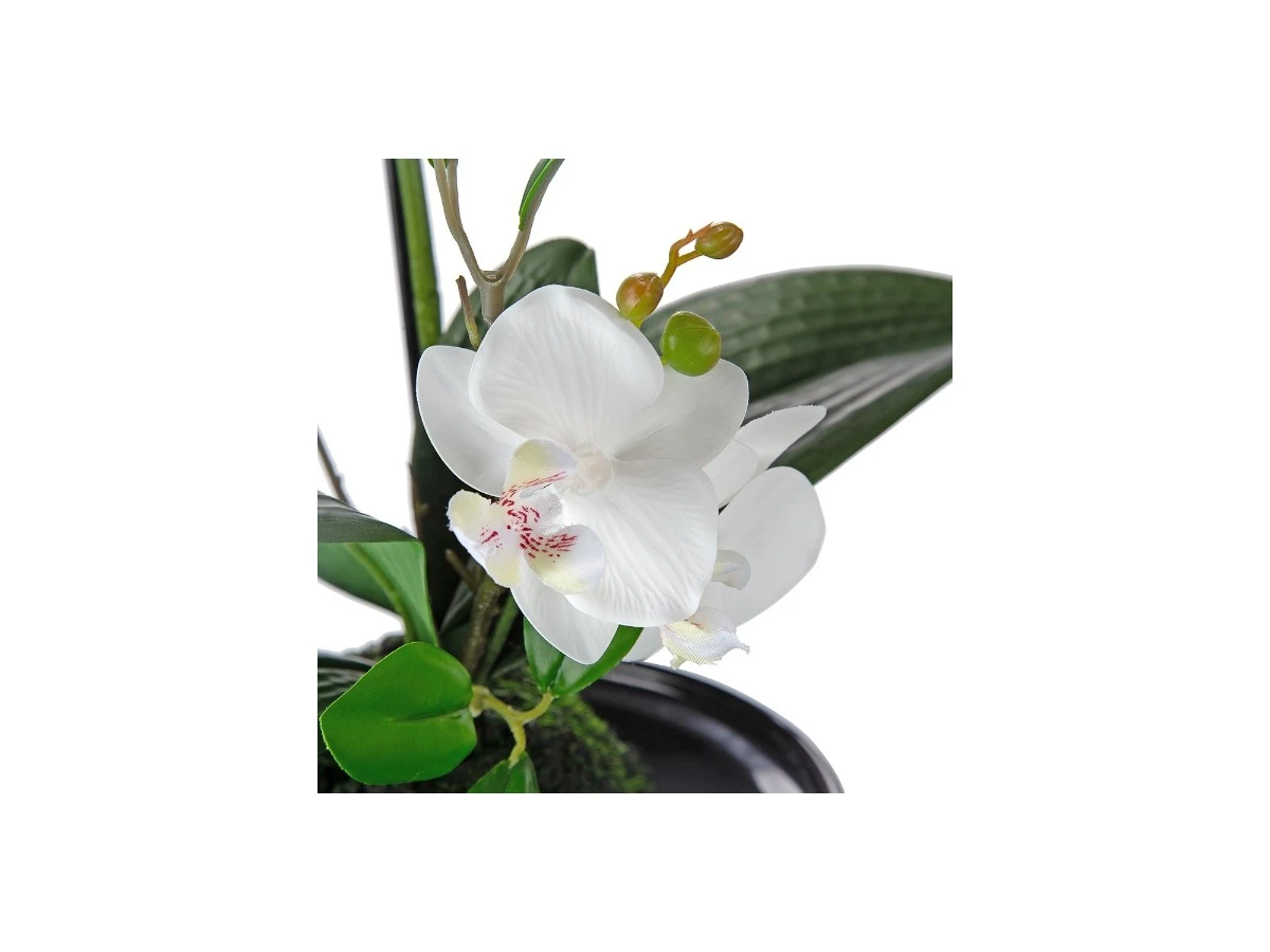 Растение декоративное Орхидея 874375