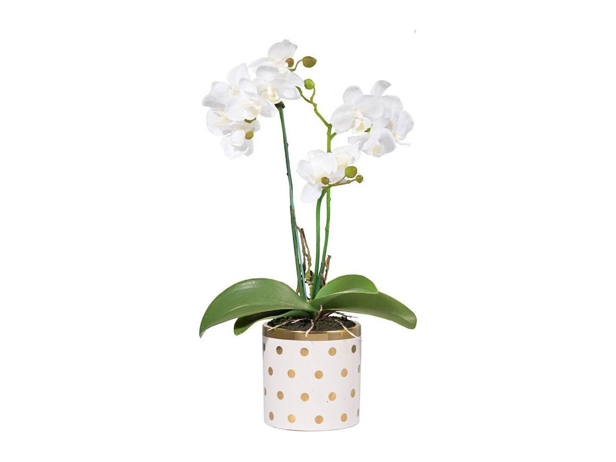 Растение декоративное Орхидея 874562