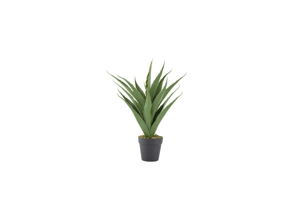 Растение декоративное Алоэ 876390