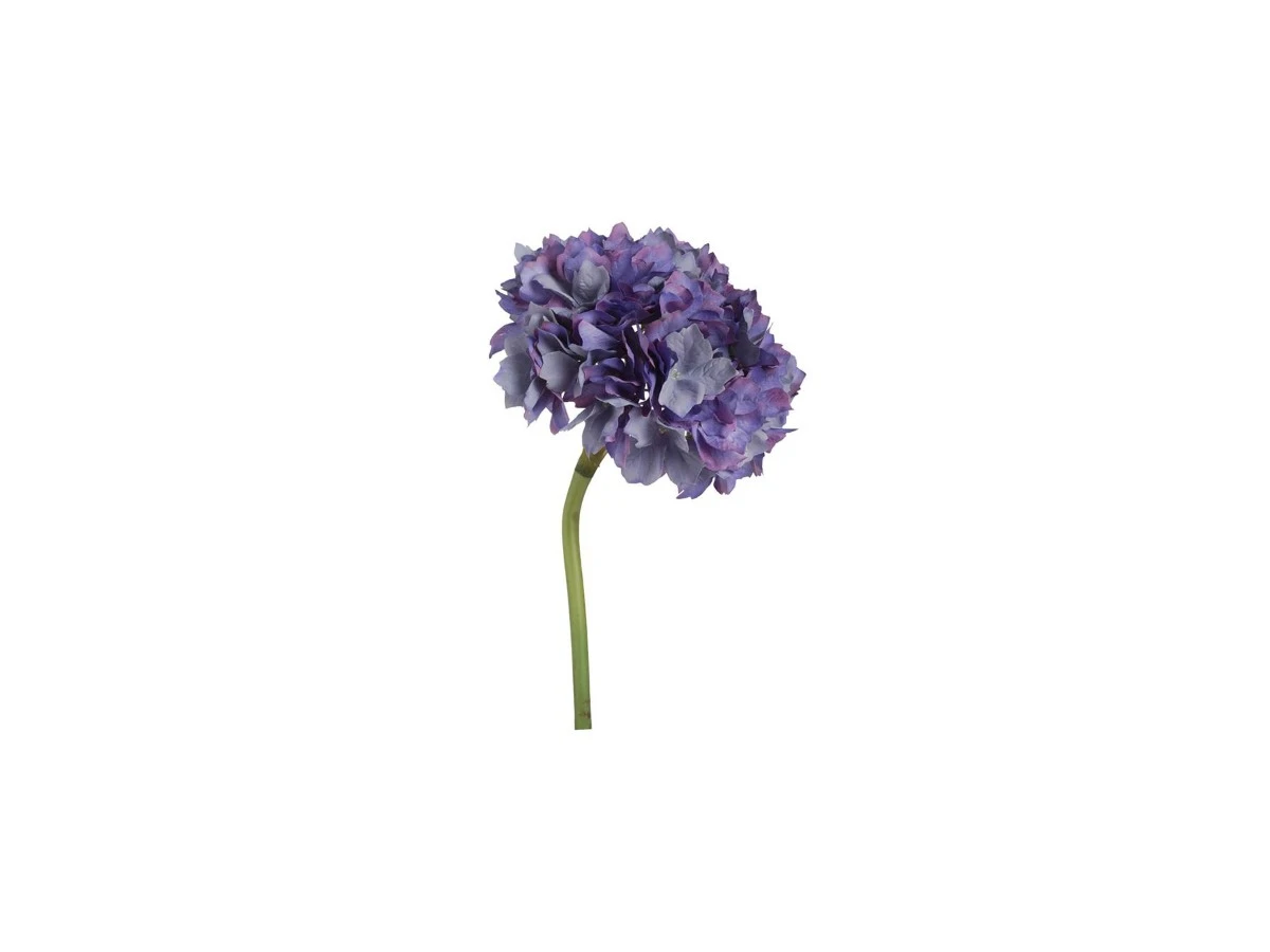 Цветок Гортензия 876454