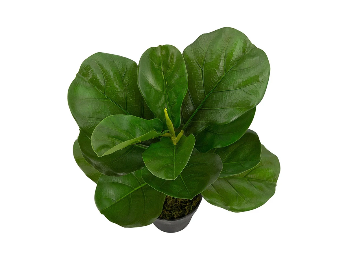 Растение Фикус 876687  - фото 2