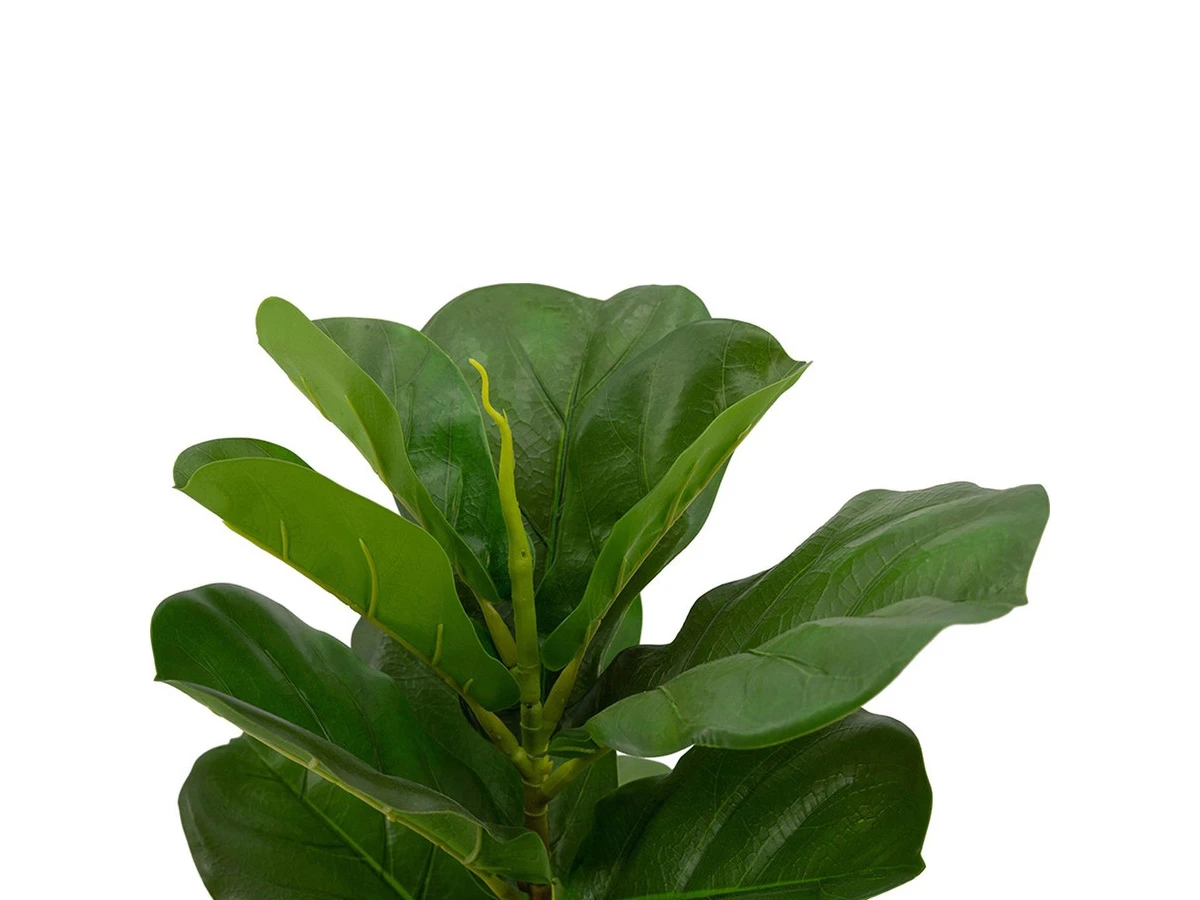 Растение Фикус 876687  - фото 3