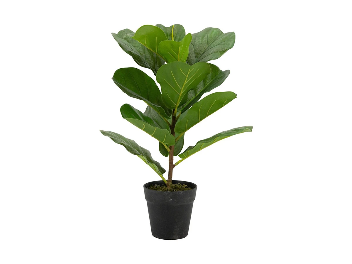 Растение Фикус 876687  - фото 1