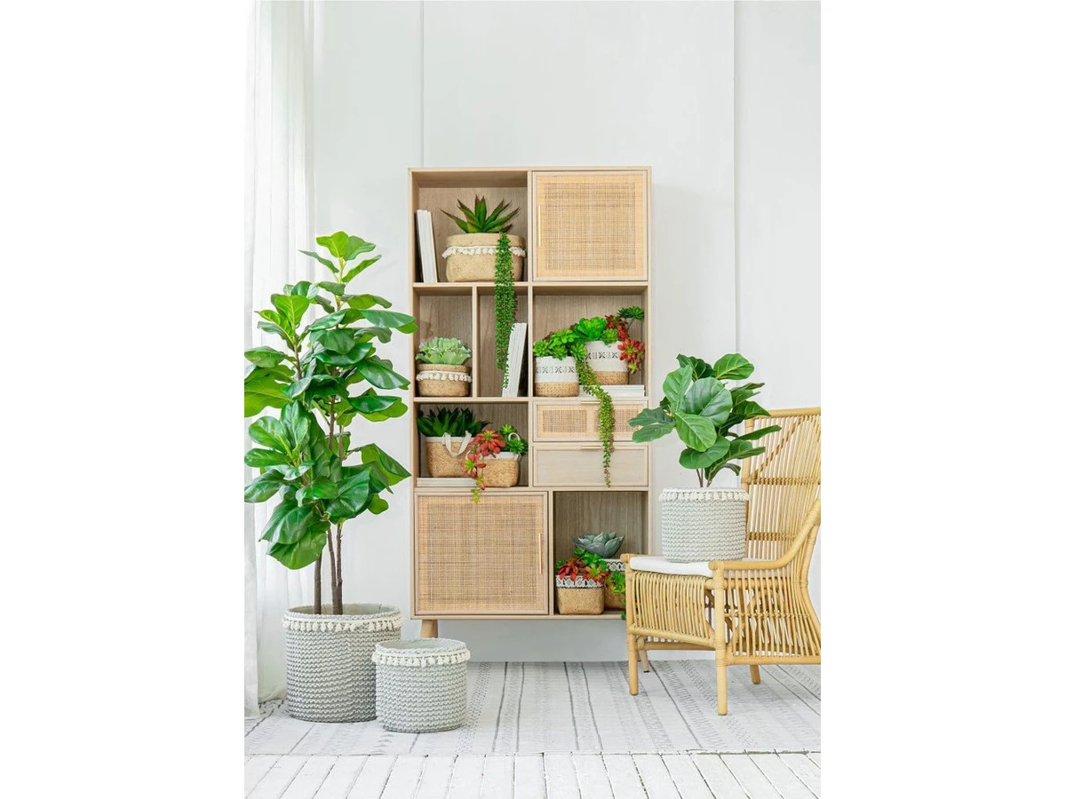 Растение Фикус 876687  - фото 6