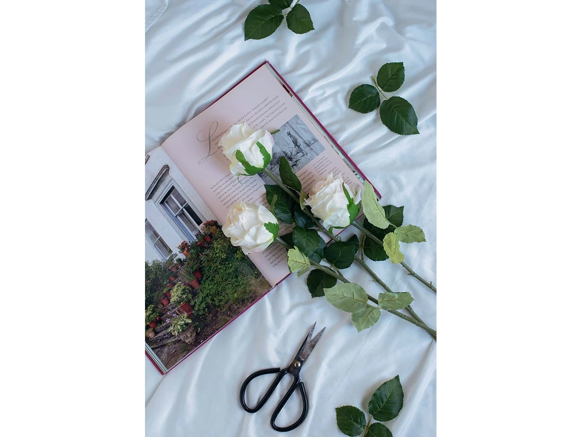 Растение Роза 876699  - фото 6