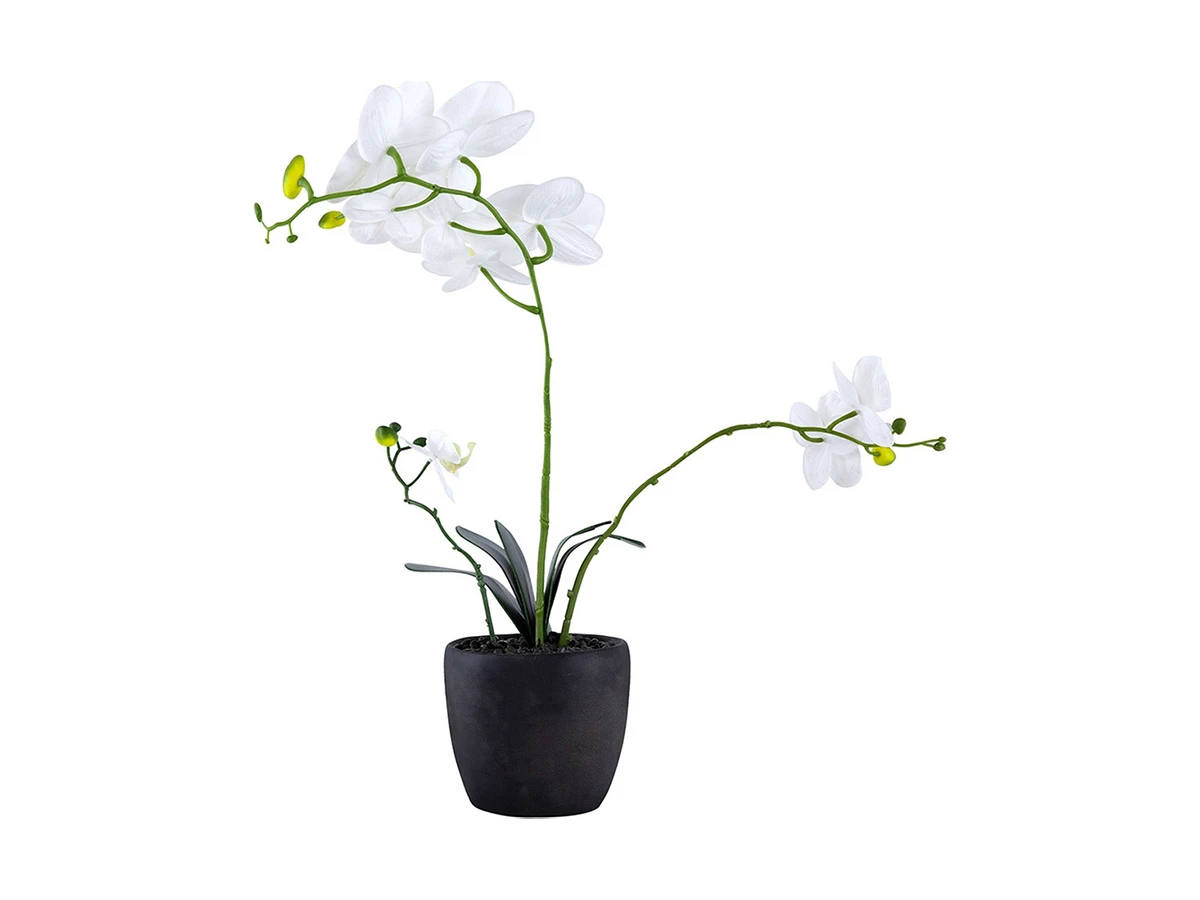 Растение Орхидея 876715