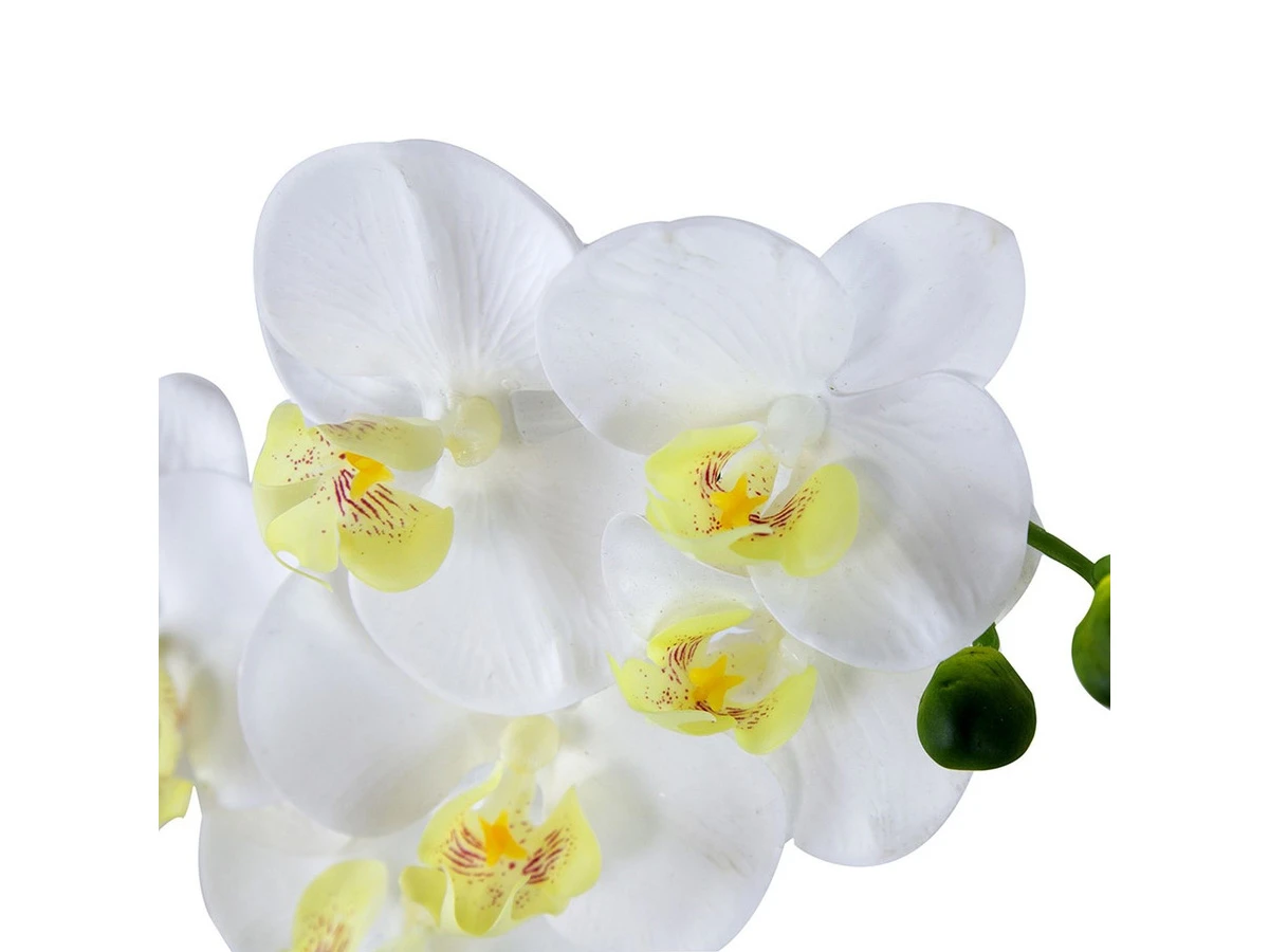 Растение Орхидея 876715  - фото 3