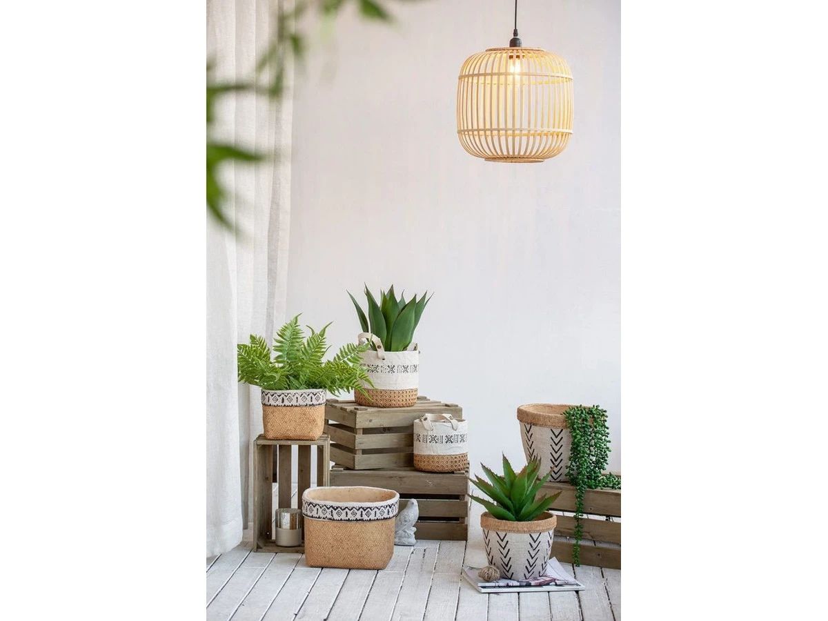 Растение Папоротник 876781  - фото 6