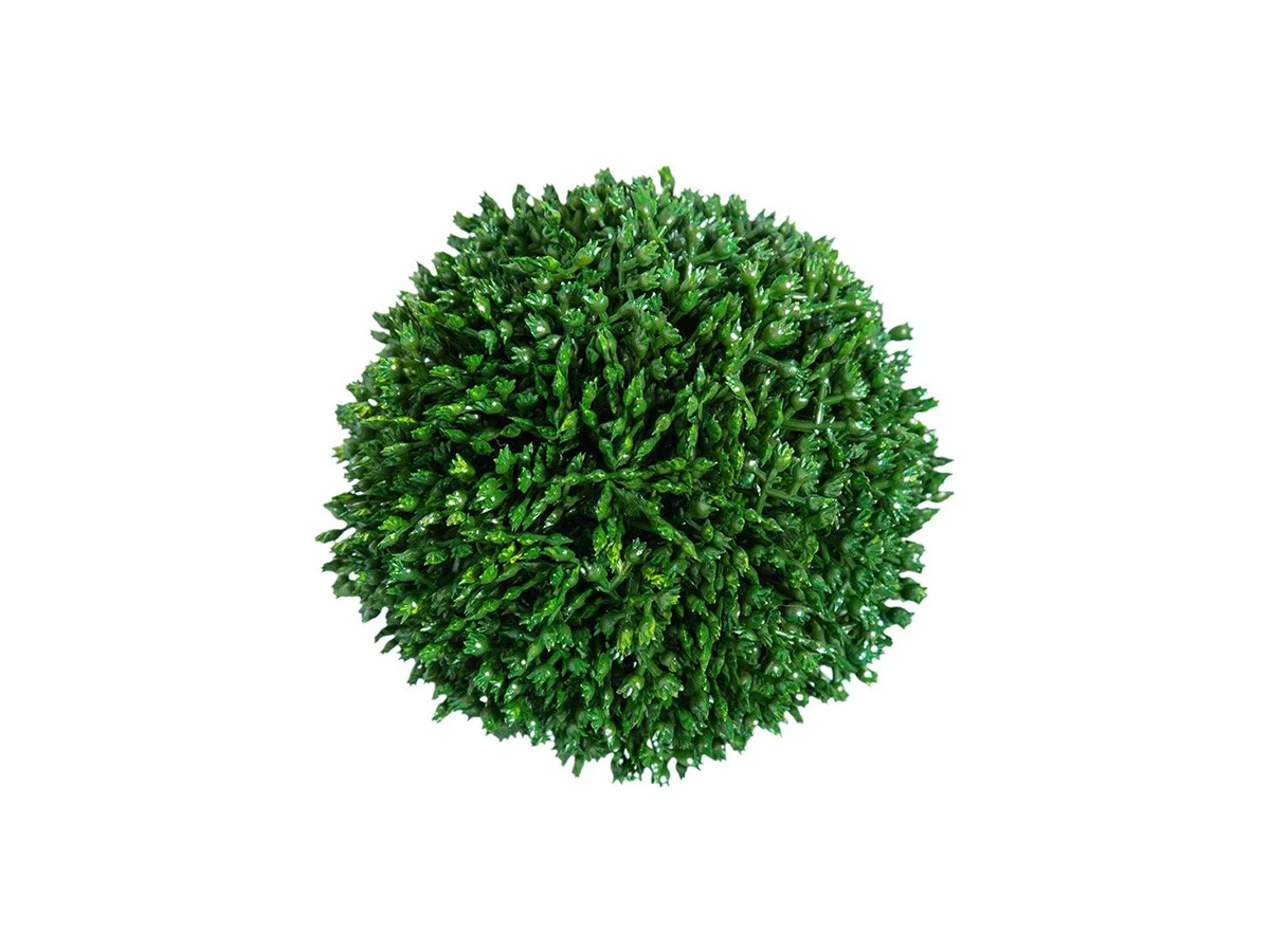 Самшит 876891  - фото 4