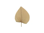 Сухоцвет Пальма 45 см