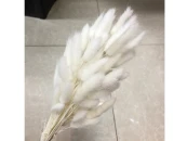 Сухоцвет Лагурус