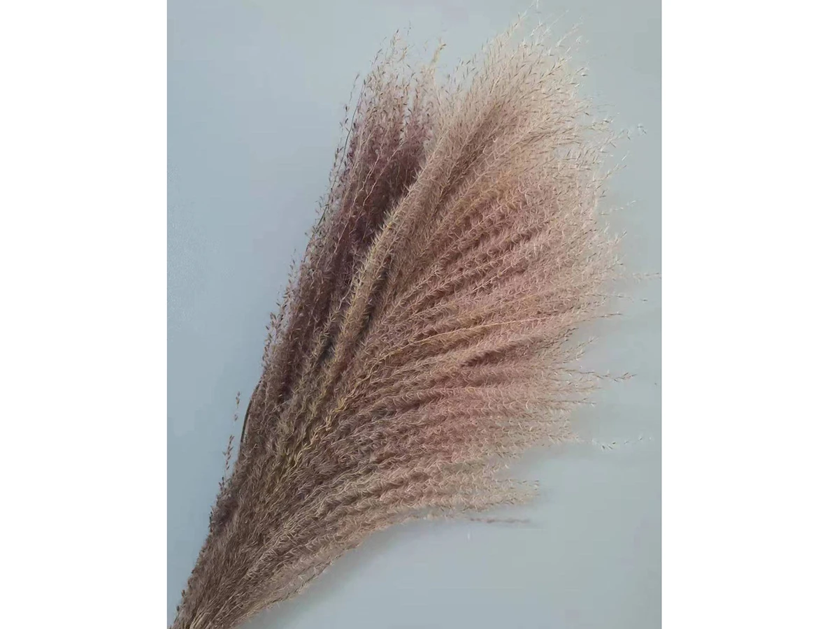 Сухоцвет Пампасная трава натуральный 75 см 880899  - фото 1