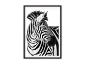 Постер Зебра