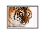 Постер Амурский тигр