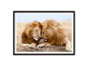 Постер Львы
