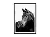 Постер Черная лошадь