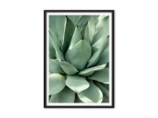 Постер Зеленый кактус