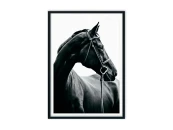 Постер Черная лошадь