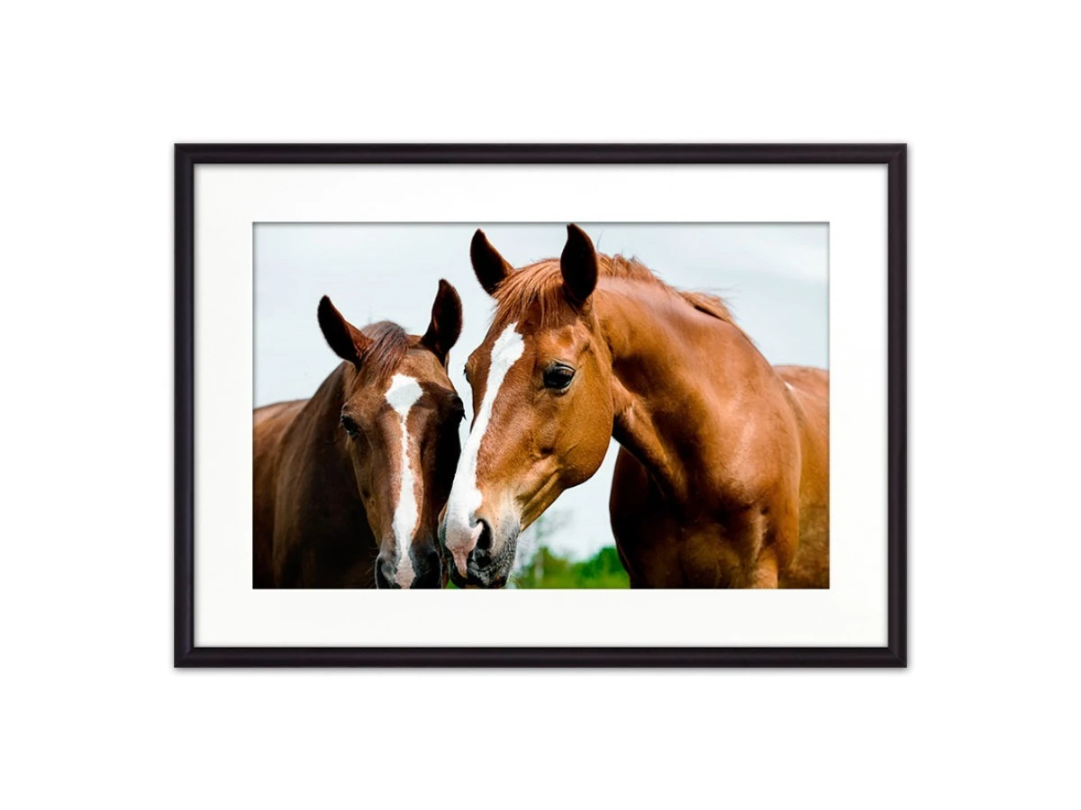 Постер в рамке Две лошади 1 882827  - фото 1