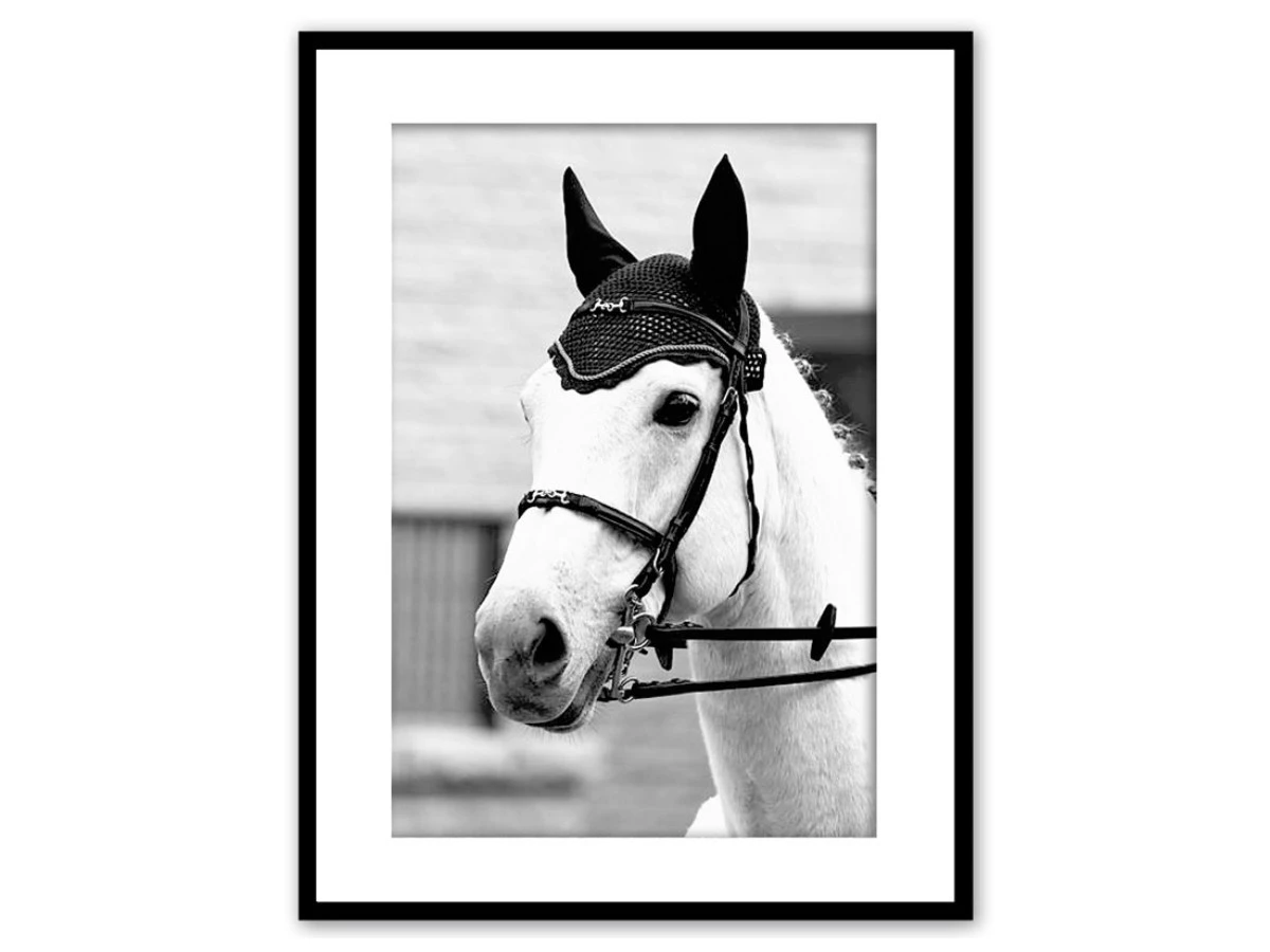 Постер в рамке Белая лошадь 3 882840  - фото 1