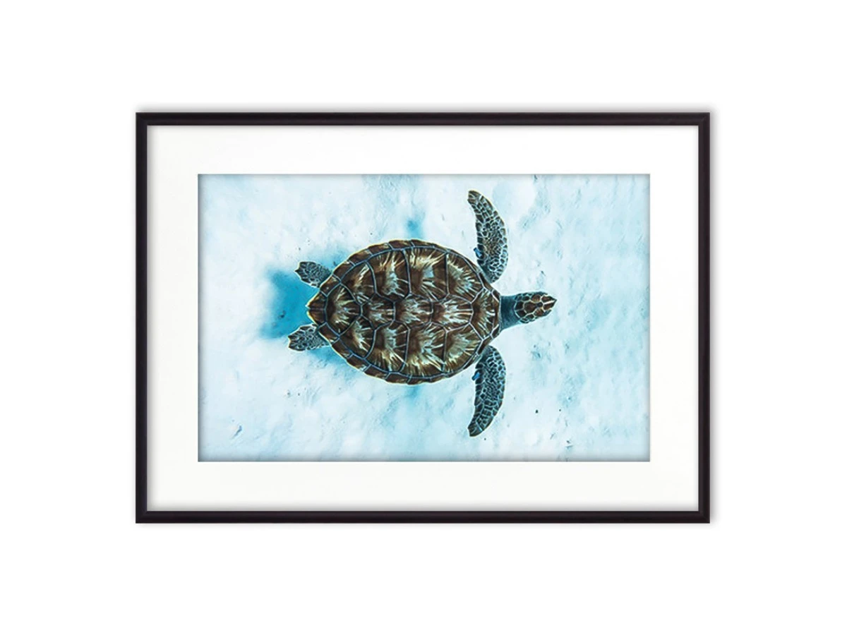 Постер в рамке Морская черепаха 882857  - фото 1