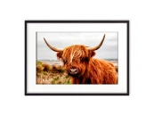 Постер в рамке Шотландский бык 1