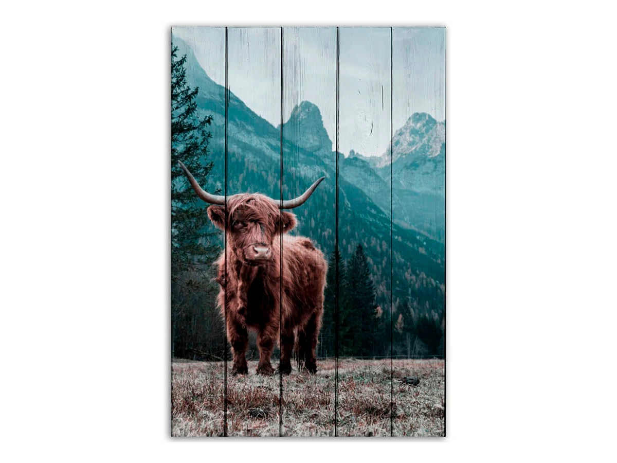 Картина Шотландский бык 883636