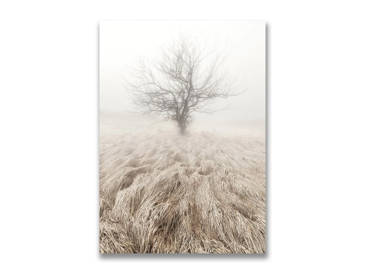 Картина на холсте Дерево в тумане 883638