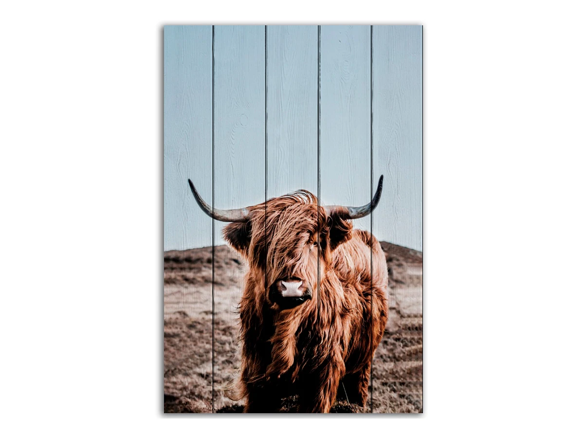 Картина Шотландский бык 883922