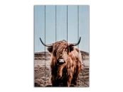 Картина Шотландский бык 883929