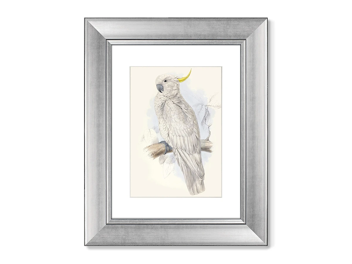 Набор из 2-х репродукций картин в раме Белый какаду, литография, 1855г. 635343