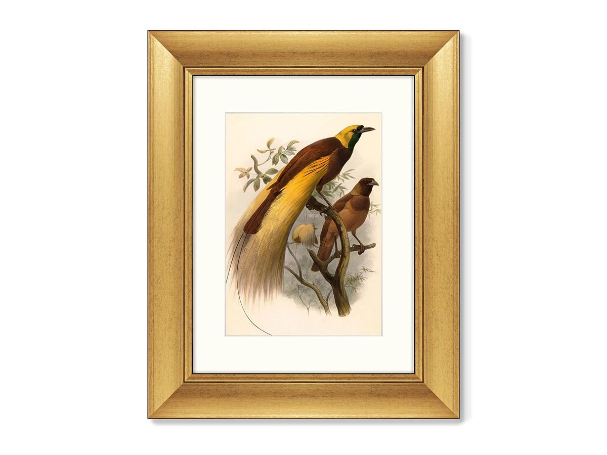 Репродукция картины в раме Большая райская птица, 1880г. 635347