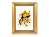 Репродукция картины в раме Золотые райские птицы, 1885г.