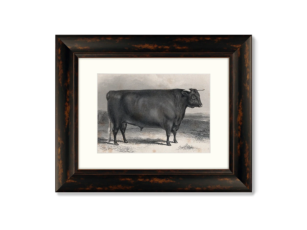 Набор из 2-х репродукций картин в раме A Devon bull, 1849г. 635366  - фото 1